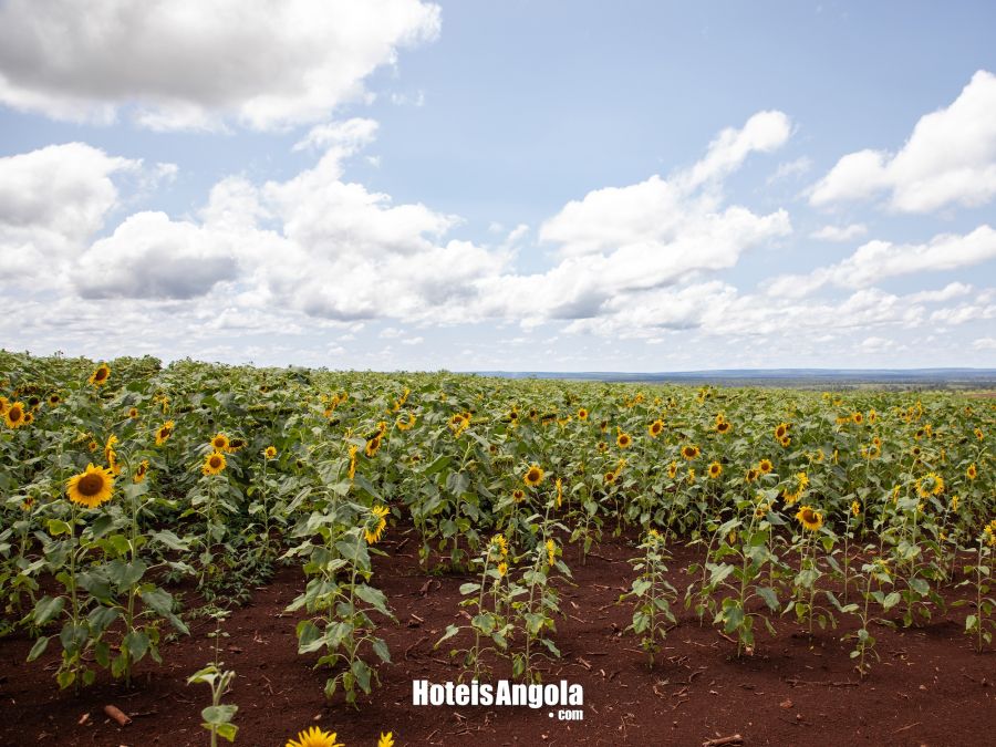 Kahombo Rural - Image 35